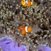 anemonefish_clown_false_cc_mb_v_0082_png5683.jpg